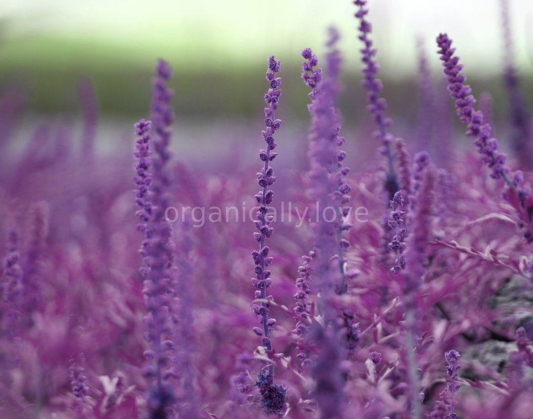 Aromatherapy Ritual 2